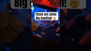 Koi Fish Look Like Big Goldfish!