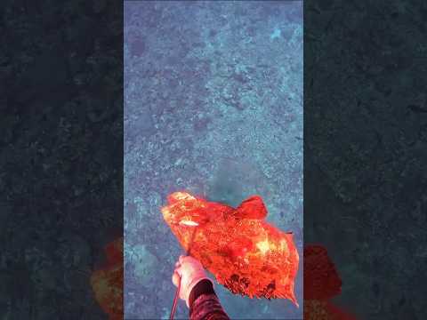 Naik lagi ikan kerapuh💪🐟#spearfishing #grouper #bigfish #underwaterbattle #reels #fyp