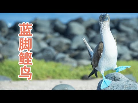 最蠢萌的鸟类：蓝脚鲣鸟