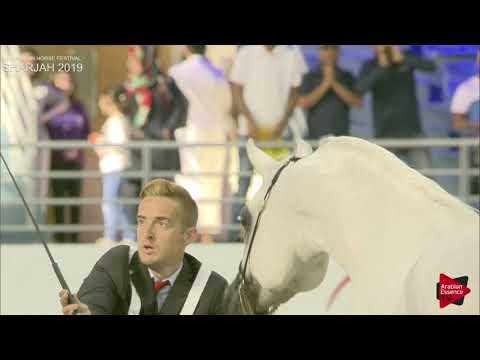 N 277 E S  PRINCE   Sharjah International 2019