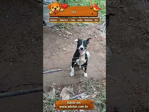 Vídeo de bul