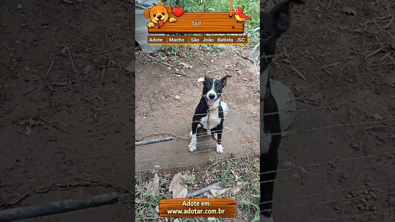 Cachorro raça Pit-Bull idade 1 ano nome bul