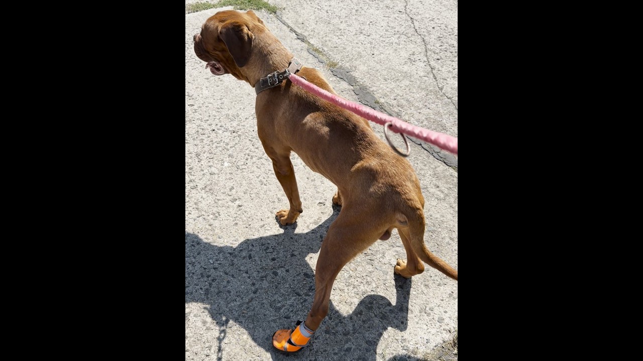 Der gelähmte Hund Sam läuft wieder