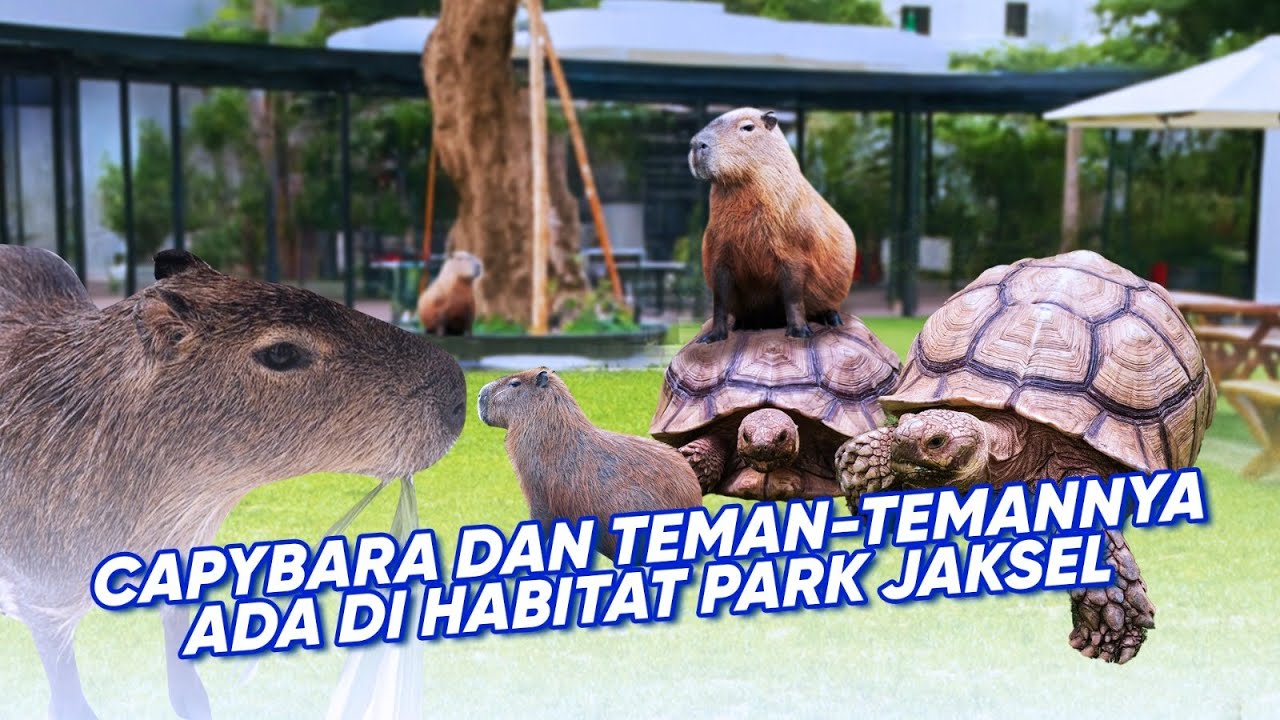 Ada Apa di Habitat Park SCBD ? Tempat Berlibur Asyik di Akhir Pekan | Halo Indonesia