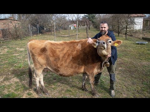 tehén zsír veszteség