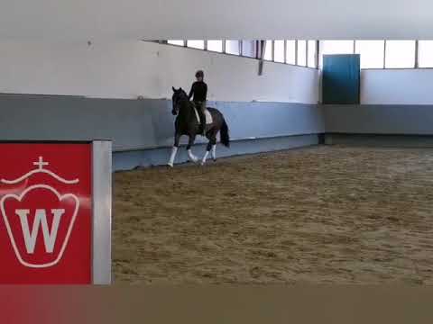 Diatano x De Niro 4 Jährig.