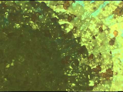 DINO BARF HILARIOUS!!!!!!