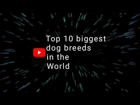 Top 10 biggest dog breeds in the world (Mithun tech)