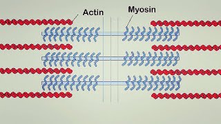 Muscle Contraction - Part 1