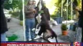 Polémica genera pruebas extremas realizadas a perros pitbull