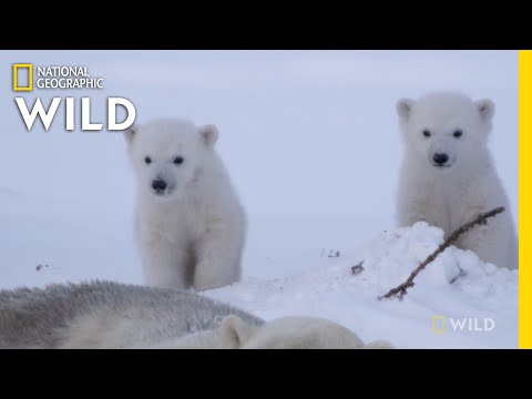 Polar Bear Cubs Leave the Den | Kingdom of the Polar Bears