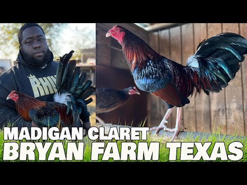 Beautiful Madigan Claret Johnny Moore Albany Kelso Hatch Grey | BRYAN FARM TEXAS