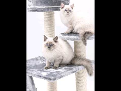 Top 10 Most Popular Cat Breeds in the World#cat@ChefCatChangAn666