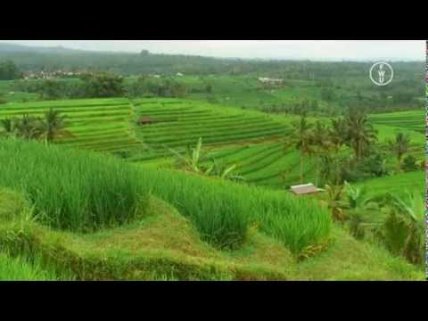 FWU - Südostasien - Die Reisschüssel der Erde - Trailer