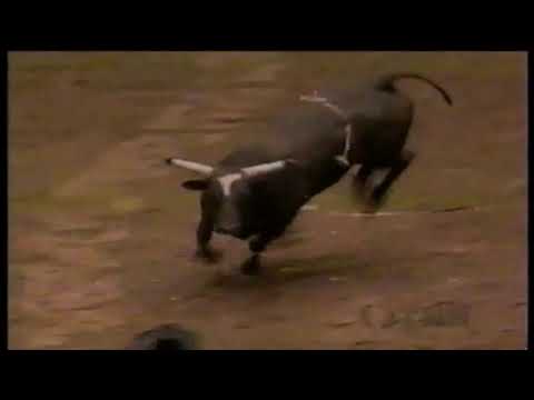 Moody Blues bucks David Fournier - 97 PBR Ft. Worth