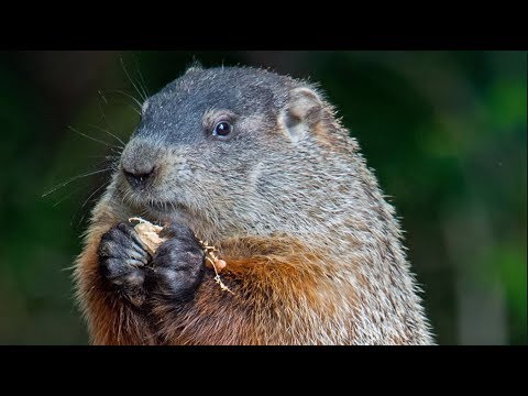 QUÉ PASA CON LAS MARMOTAS