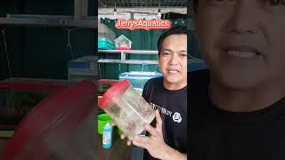 100% WATER CHANGE,ANO ANG MGA KAILANGAN GAWIN