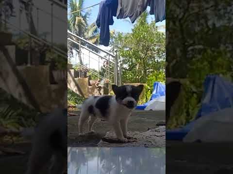 Etta evide safe alla  #dog #doglover #puppy #puppytiktok #dogtiktok