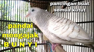Download lagu Perkutut silver gacor suara besar merdu pandai mengajak bunyi semua jenis perkutut mp3