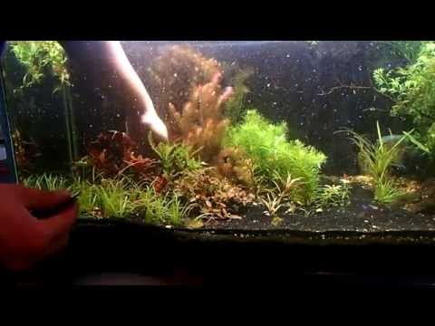 HOW TO PLANT:AND AQUARIUM: PLANTING MY 125 GALLON DUTCH AGAIN