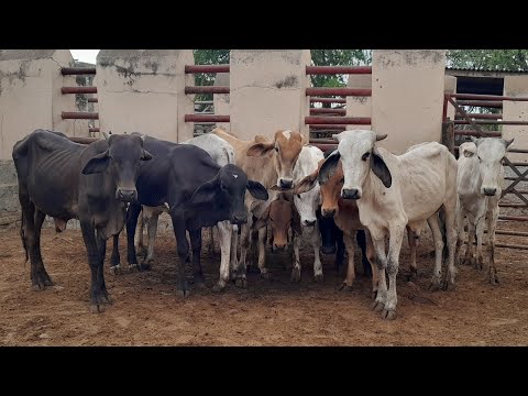Gado pra vender todos os sábados em Vertentes Pernambuco 06/11/2025