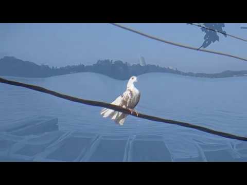 Mireille Mathieu, La Paloma Ade