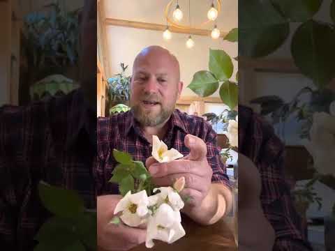 Personal review of Rose “ Kew Gardens￼” from @david_austin_roses  #gardenerben ￼