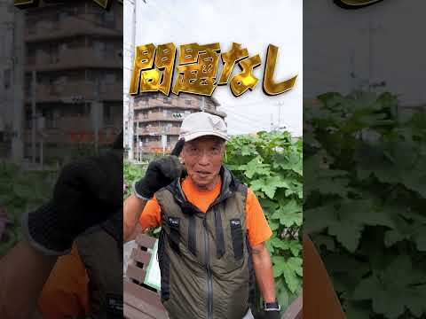 園芸 野生ニンジン、フェイクシェルヴィス