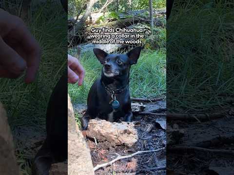 The creative rescue method is everything 🫶