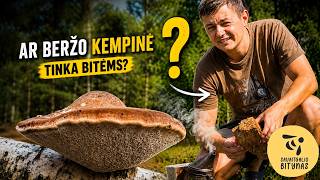 Ar beržo kempinė tinka bitėms?