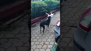 A dog is a dog is a dog