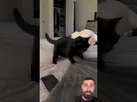Agujero en la cama risa gatos snickerlouie