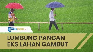 Pembangunan Lumbung Pangan Nasional di Lokasi Eks Lahan Gambut, Masih dalam Tahap Finalisasi