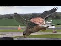 Incredible head stabilization by Falcon and stationary hovering.