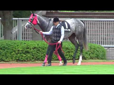 2017.10.15 新潟競馬場☆粟島特別☆エイシンティンクル
