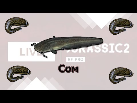 Русская Рыбалка 3.8 Ловля сомов на Урале