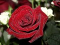 Самые красивые розы для моих друзей 