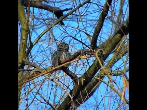 Caburé Grande, Austral Pygmy-owl. General Roca, Rio Negro. Argentina. Agosto de 2021