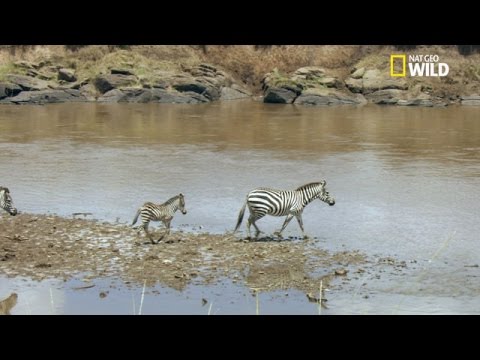 Suspense, cette maman zèbre et son petit traversent une rivière pleine de crocodiles !