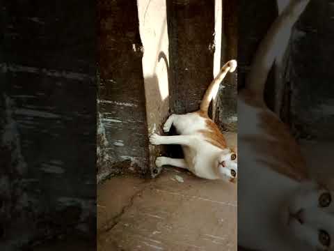 Creamy the cat and Titanic