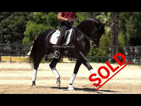 *SOLD* Black Andalusian PRE Stallion 2014 - 1.66 m | #MP244