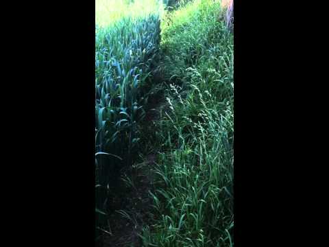 Shot With MoviePro on iPhone