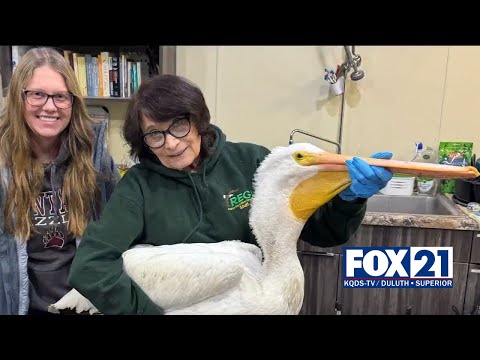 Ashland-Pelikan nach Schussverletzung wegen Bleivergiftung behandelt