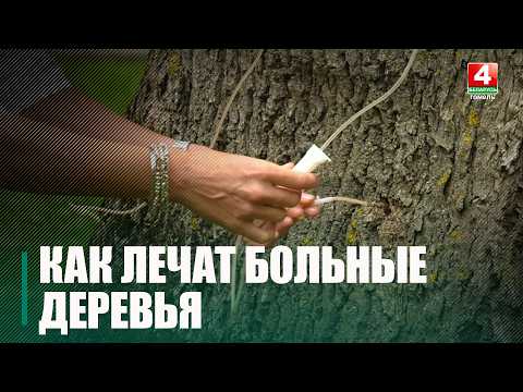 190-летним деревьям ставят капельницы в Гомельском дворцово-парковом ансамбле