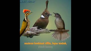 Download lagu cililin kapas tembak pelatuk bawang kombinasi. masteran murai batu ampuh mp3
