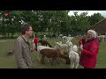 Knuffelen met alpaca's
