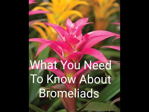 , title : 'Growing A Bromeliad And How To Care For A Bromeliad Plant❤'