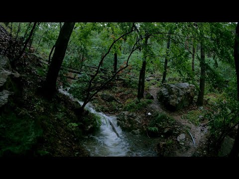 【4K】 Rain walk - Forest #4 (forest after heavy rain)