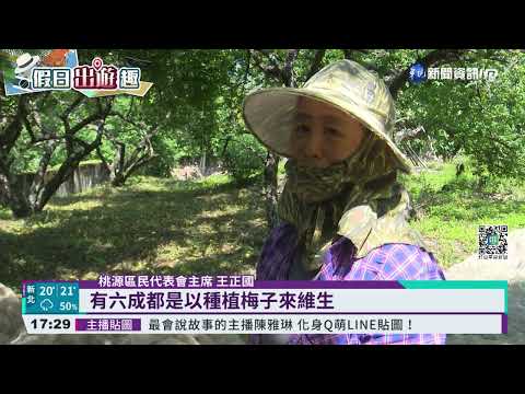 週末fun一下! 高雄花旗木爆發 青梅大又脆