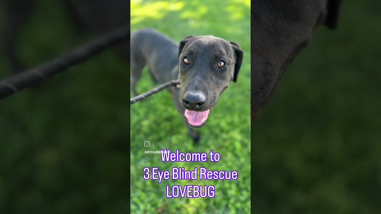 Enlarge Miracle, a Adoptable mixed breed in Los Angeles, CA video 6/6